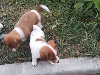 Jack Russel Terrier urgent! foto 3