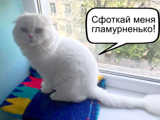 Motan alb superb, rasă pură scottish fold longhair, invită la împerechere! фото 9