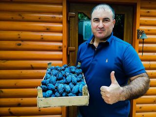 Pomi fructiferi - prun Stanley , Top - Hit ,  Agelino, Ciornîi Prinț , Piteșteanu , Blue Free foto 1