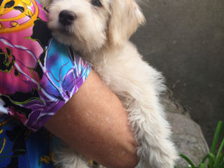 Coton de Tulear /  Bicheon / Bolonca / Болонка