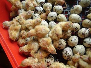 Prepelițe, ouă prepeliță pentru consum și incubare. foto 2