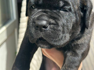 Cane Corso cu pedigree foto 1