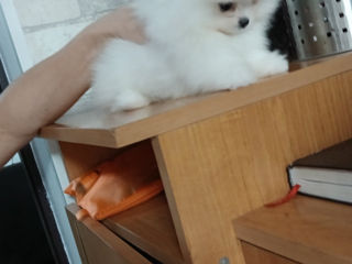 Подари себе счастье!Mini toi Spitz's Pomeranian foto 6