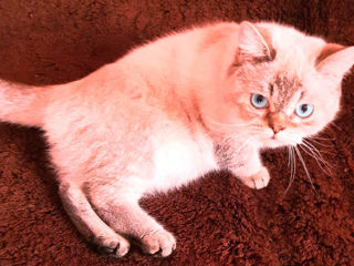 Motan Golden Chinchilla Point (Blue eyes) pt împerechere foto 0
