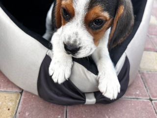 Beagle