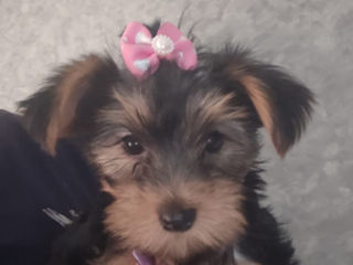 Urgent! Vând Cățea Yorkshire Terrier foto 5