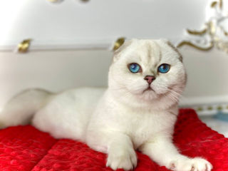 Scottish fold foto 8