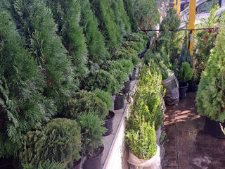 Thuja occidentalis foto 2