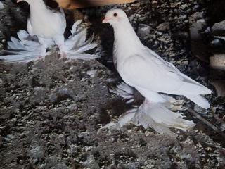 Porumbei foto 0