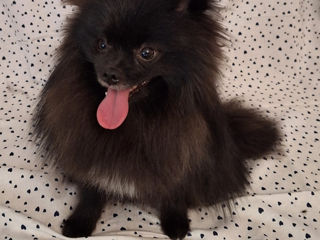 Spitz Pomeranian foto 4