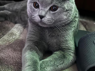 Scottish Fold foto 1