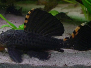 Pleco L091