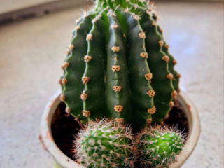 Cactus foto 3