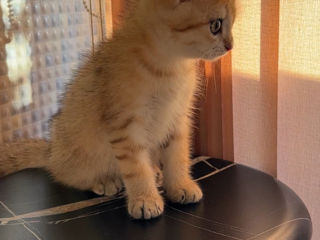 British shorthair golden shaded ,boy . foto 5