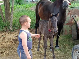 Vind iapa cu tot cu minz foto 4