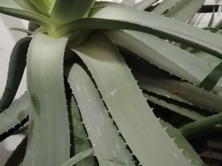 Aloe Vera și aloie foto 2