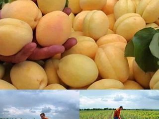 Pomi  fructiferi - cais (abrikos ) Nadejda - ( soiuri din gr.Ananasovie ) Limoncă , Şalah   ... foto 1
