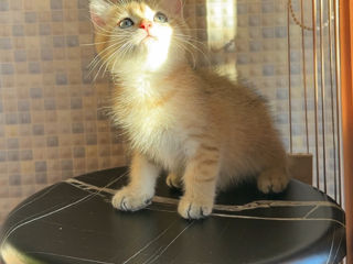 British shorthair golden shaded ,boy . foto 3