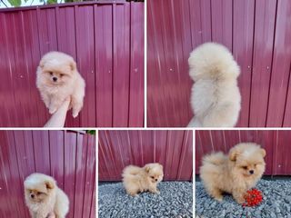 Spit Pomeranian alb