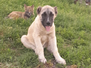 Kangal  фото 0