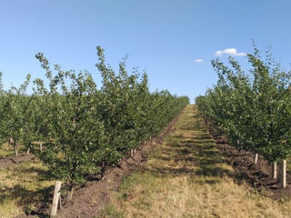 Livadă de prune "Stanley" фото 2