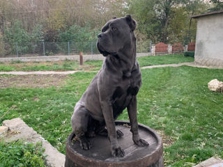 Cane corso Montă,Femelă foto 5