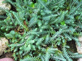 Очиток (Седум) - самое неприхотливое растение foto 9