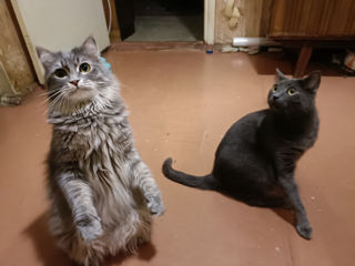 Два замечательных котика ищут семью.