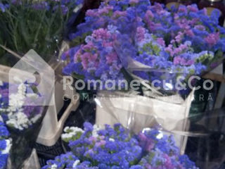 Vânzare afacere activă - florărie, Pănășești, str. Florilor! foto 5