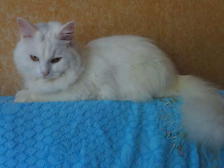 Маленький и большой снежно - белые пушистые котики . foto 1