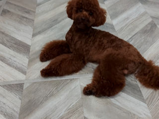 Toy poodle. Excellent red brown. foto 3