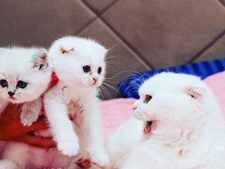 Шикарные Котята разных окрасов Шотландские Scottish Stright Scottish Fold фото 3