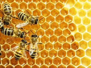 Vindem familii de albine
