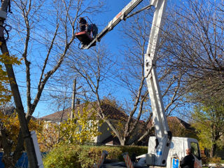 Defrisari - servicii profesionale! Curățare copaci! foto 7