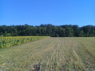 vind pamint agricol 45 ari Peresecina nu departe casa padurarlui 5 minute pina la trasa centrala M2. foto 1