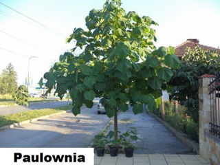 Seminte de Paulownia Tomentosa.Семена Павловнии Томентоса.Алюминиевое дерево.Чудо-дерево павловния. foto 5