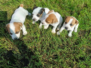 Jack Russell Terrier