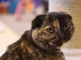 Vind Pisica Scottish Straight Tortie foto 9