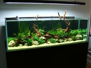 Создам долговечные  аквариумы с живыми растениями и не только. foto 4