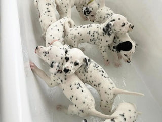 Căţel de rasă  curată Dalmatian!!! foto 1