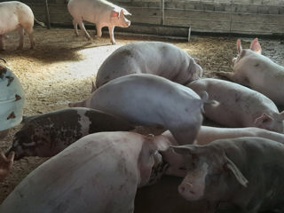 Vind porci vii crescuti natural in conditii de ferma de la 40 lei in sus