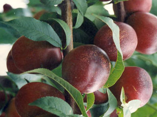 Vînd Pueţi de pomi fructiferi foto 5