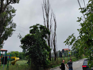 Tăieri -curățare - doborîri pomi / arbori / copaci. Servicii Autoturn/ Alpinism . foto 13