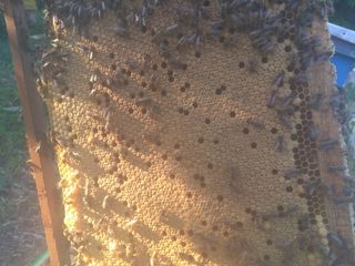 Продаю плодные пчеломатки Бакфаст, пчелoсемьи на 8-10 рамок и отводки на 4-6 рамках foto 5