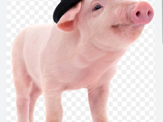 vind porci