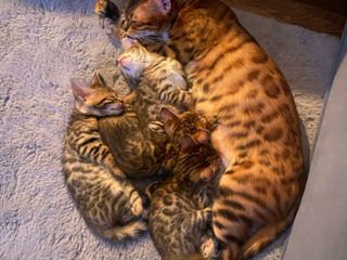 Бенгальские котята / pisici Bengal foto 6