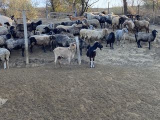 Cumpar vaci buhai cai oi capre iezi cirlani la pret bun  !!! transport gratis !!achitarea pe loc !! foto 7