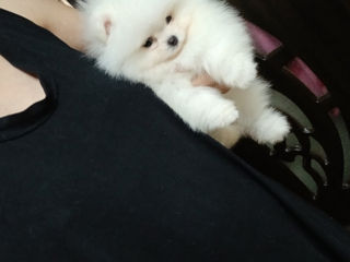 Подари себе счастье!Mini toi Spitz's Pomeranian foto 5