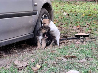 Daruiesc cățeluşii în maini bune foto 4