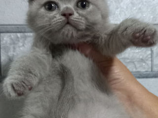 Femele pisicuțe scottish fold foto 5